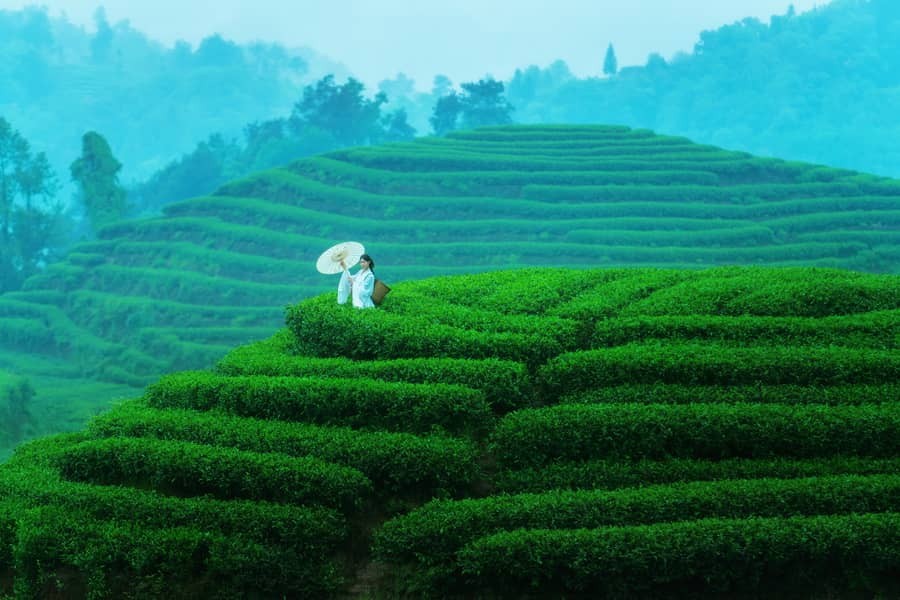 初茶 - 空山云雨 [26P425M]